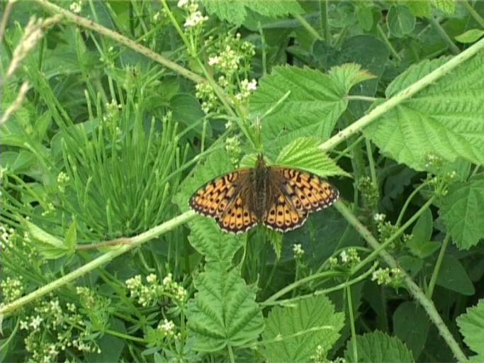 Mädesüß-Perlmutterfalter ( Brenthis ino ) : Nettersheim/Urfttal, Eifel, 30.06.2006